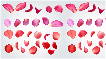 27, rose petal design vector material