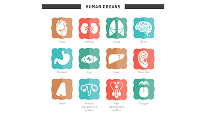 12 kinds of human organs icon vector