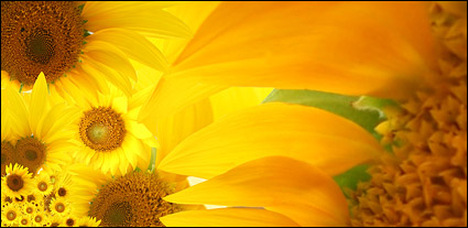 Sunflower picture background material-6