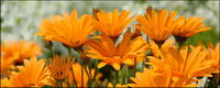 Orange daisy picture material