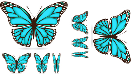 Beautiful butterfly material 03 - vector
