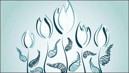 Hand-painted tulips vector material