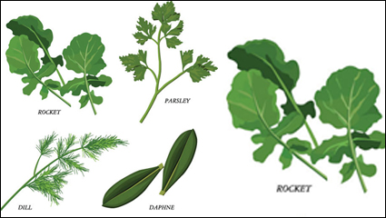 Herbal leaves 02-- vector material