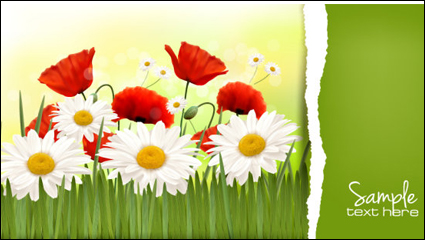 Chrysanthemum 03 - vector material