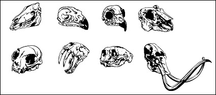 Go Media produced vector material - animal skull